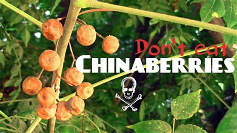 are china berries toxic to dogs